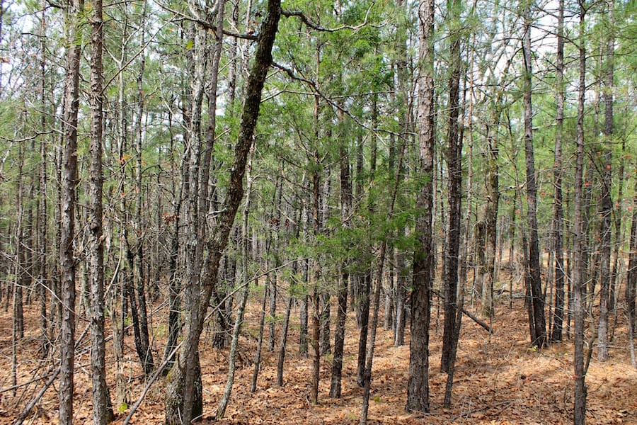Trophy Ridge Phase III Tract 44 photo 7