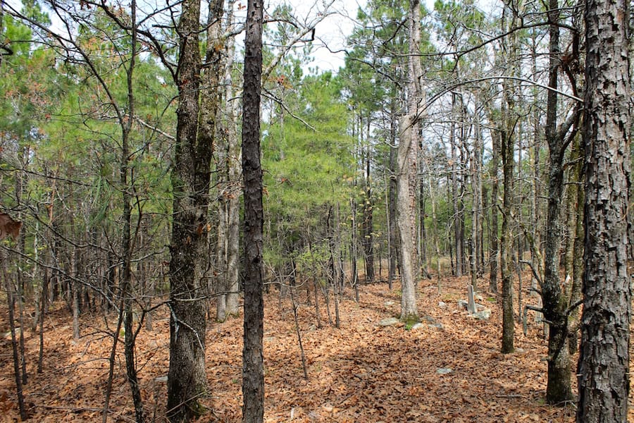 Trophy Ridge Phase III Tract 44 photo 8
