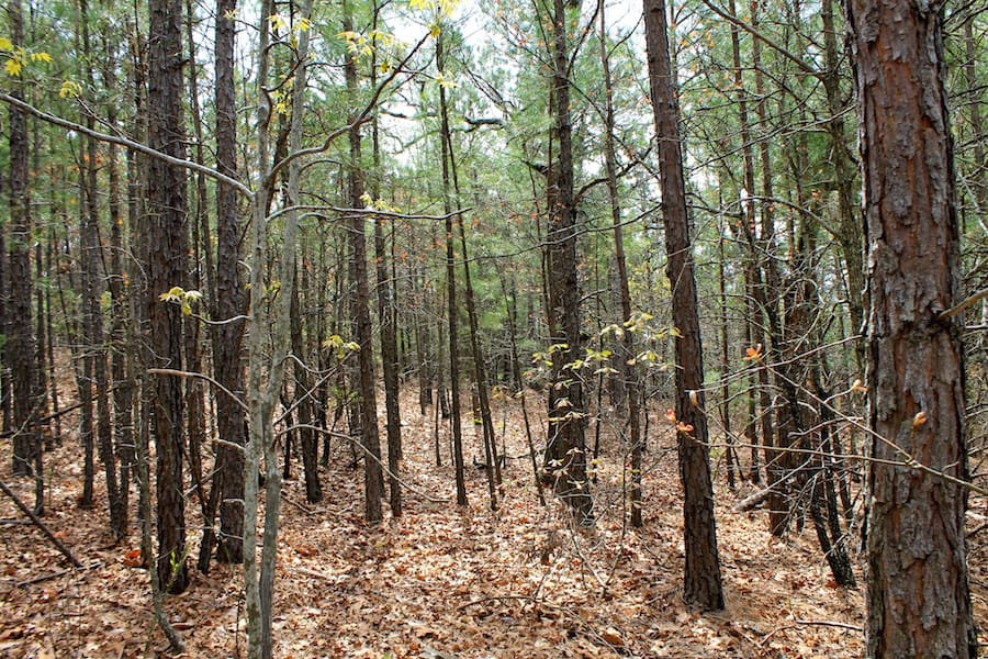 Trophy Ridge Phase III Tract 44 photo 9