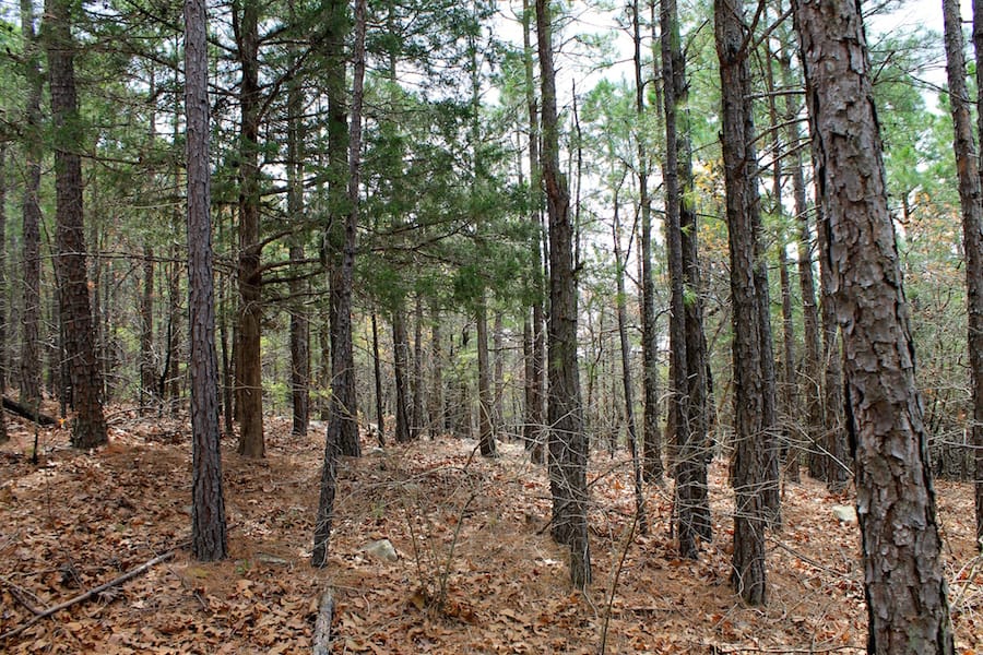 Trophy Ridge Phase III Tract 44 photo 10