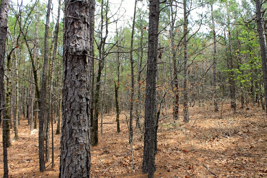 Trophy Ridge Phase III Tract 44 photo 11