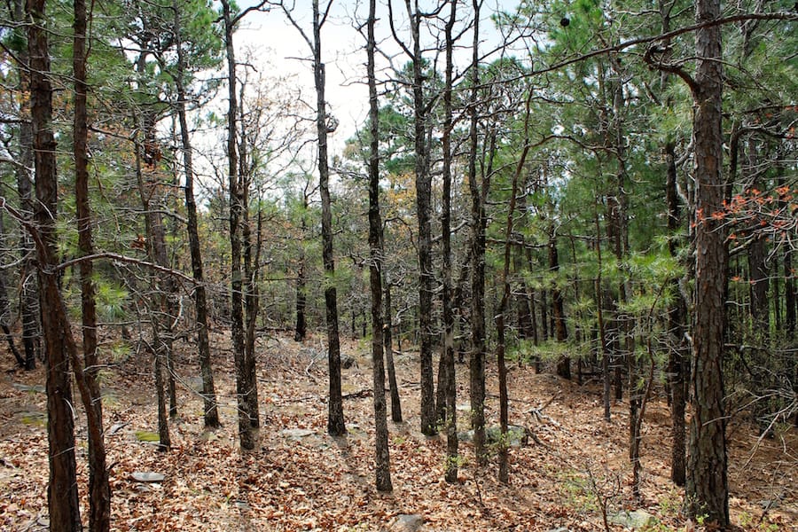 Trophy Ridge Phase III Tract 44 photo 12