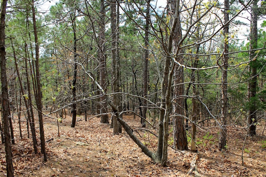 Trophy Ridge Phase III Tract 44 photo 13
