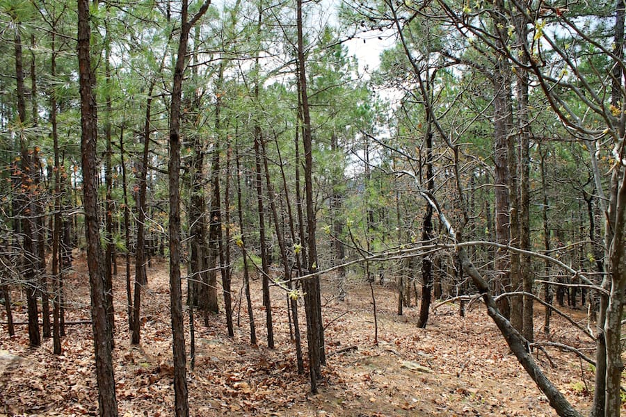 Trophy Ridge Phase III Tract 44 photo 14