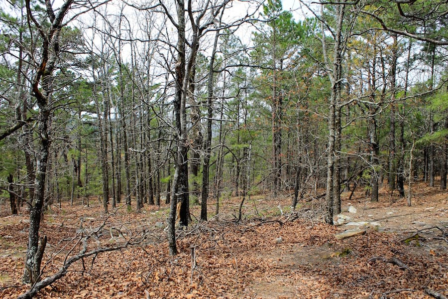 Trophy Ridge Phase III Tract 44 photo 15