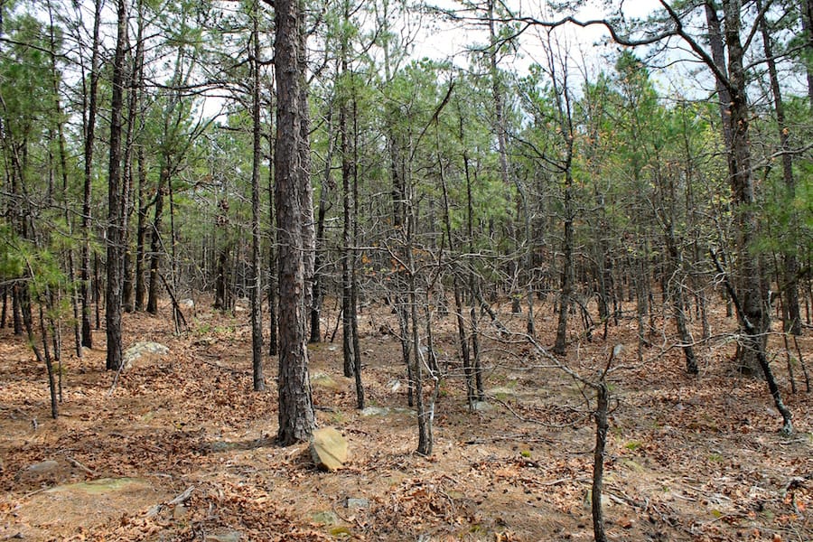 Trophy Ridge Phase III Tract 44 photo 16