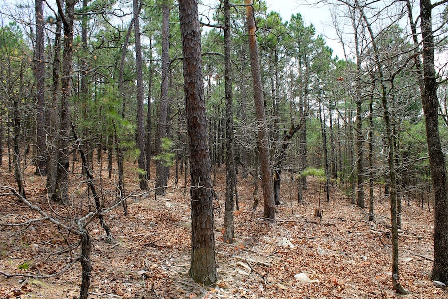 Trophy Ridge Phase III Tract 44 photo 17