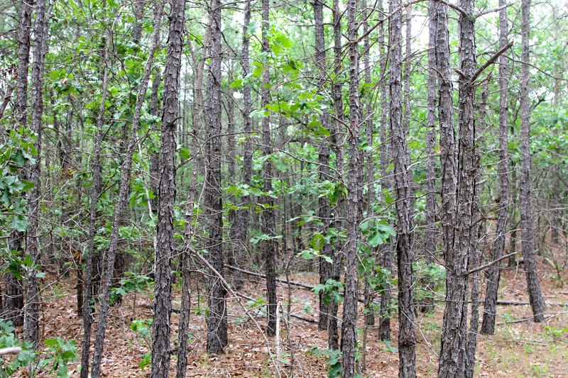 Trophy Ridge Phase II Tract 86 photo 2