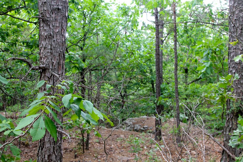 Trophy Ridge Phase II Tract 86 photo 4