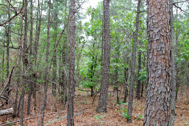 Trophy Ridge Phase II Tract 86 photo 5
