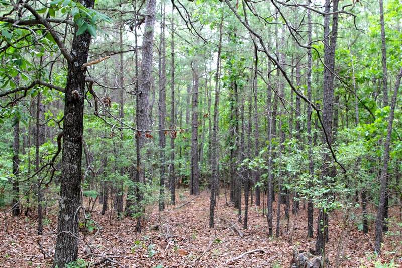 Trophy Ridge Phase II Tract 86 photo 6