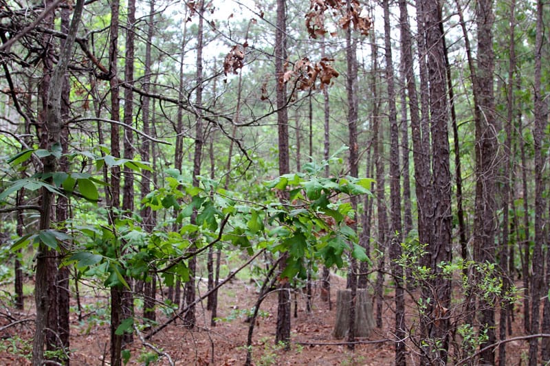 Trophy Ridge Phase II Tract 86 photo 7