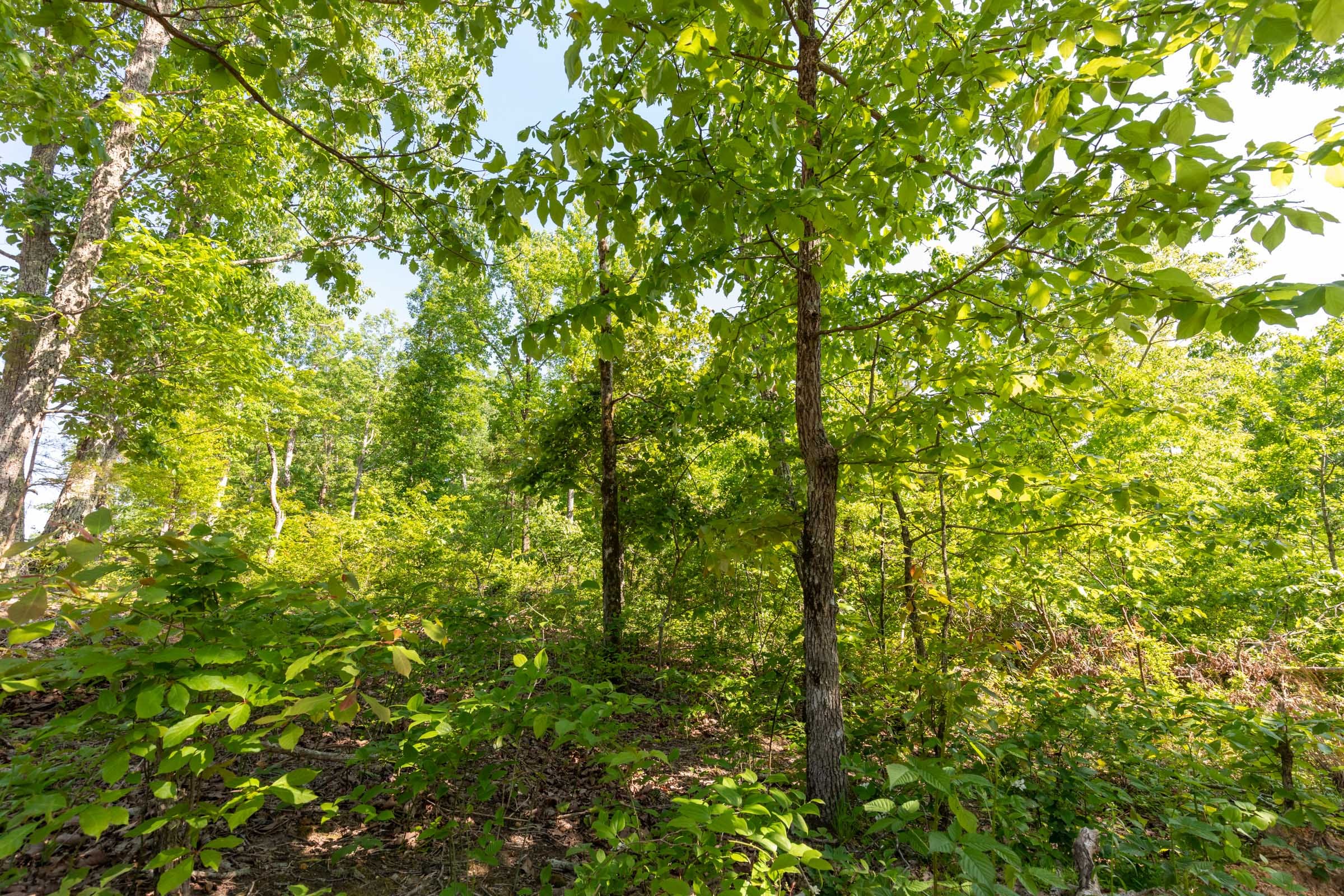 Cedar Creek Tract 5 photo 2