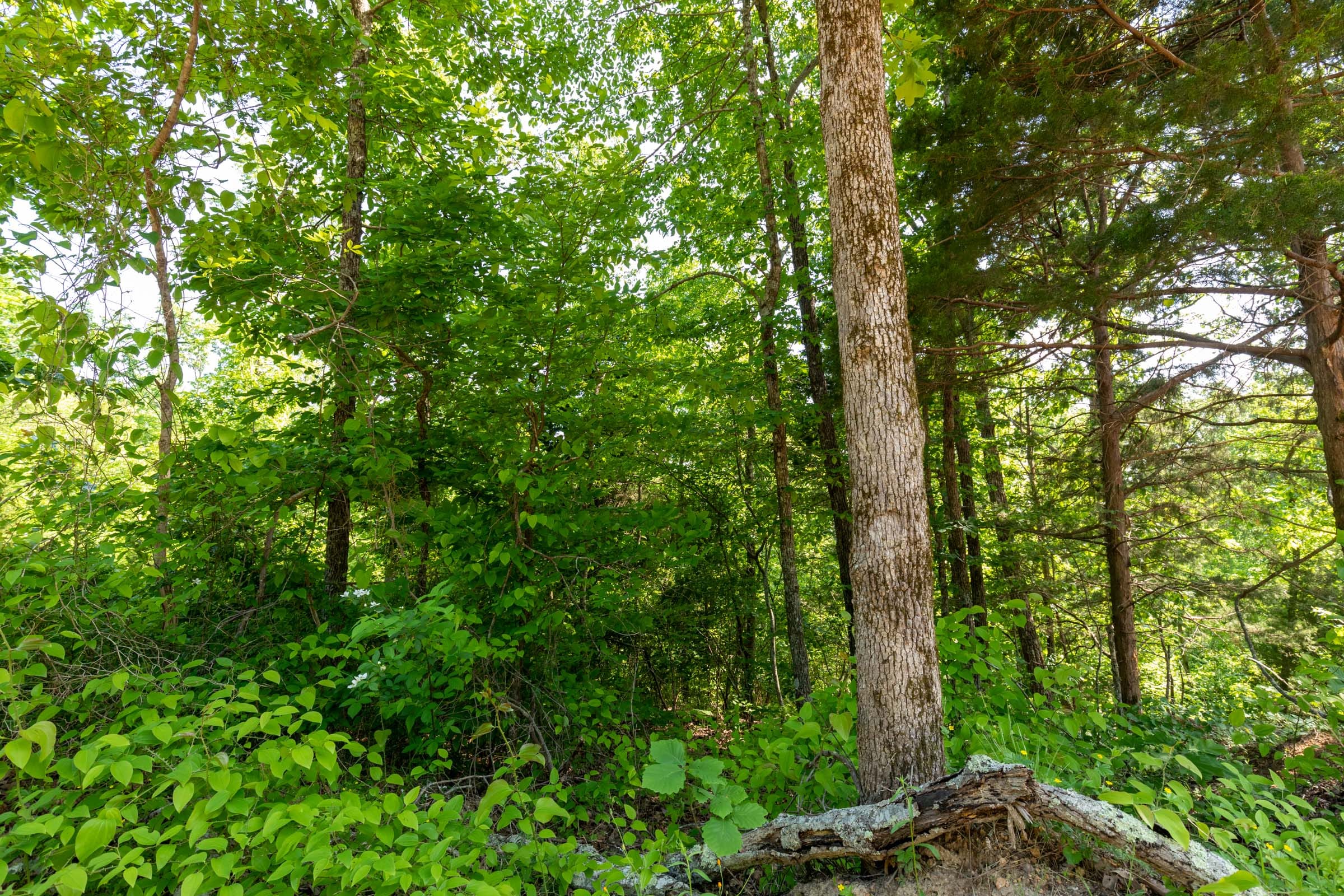 Cedar Creek Tract 5 photo 4