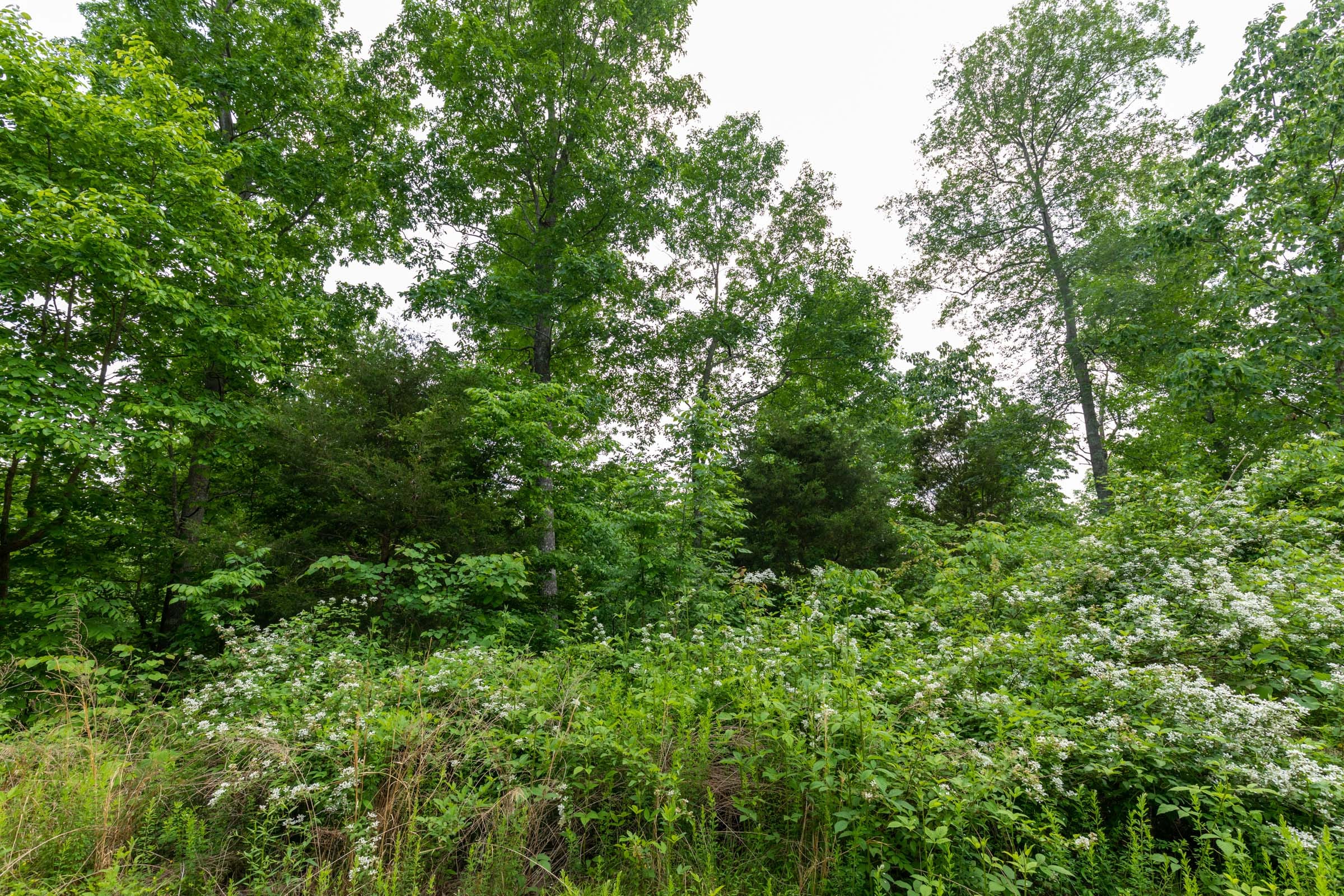 Cedar Creek Tract 5 photo 3