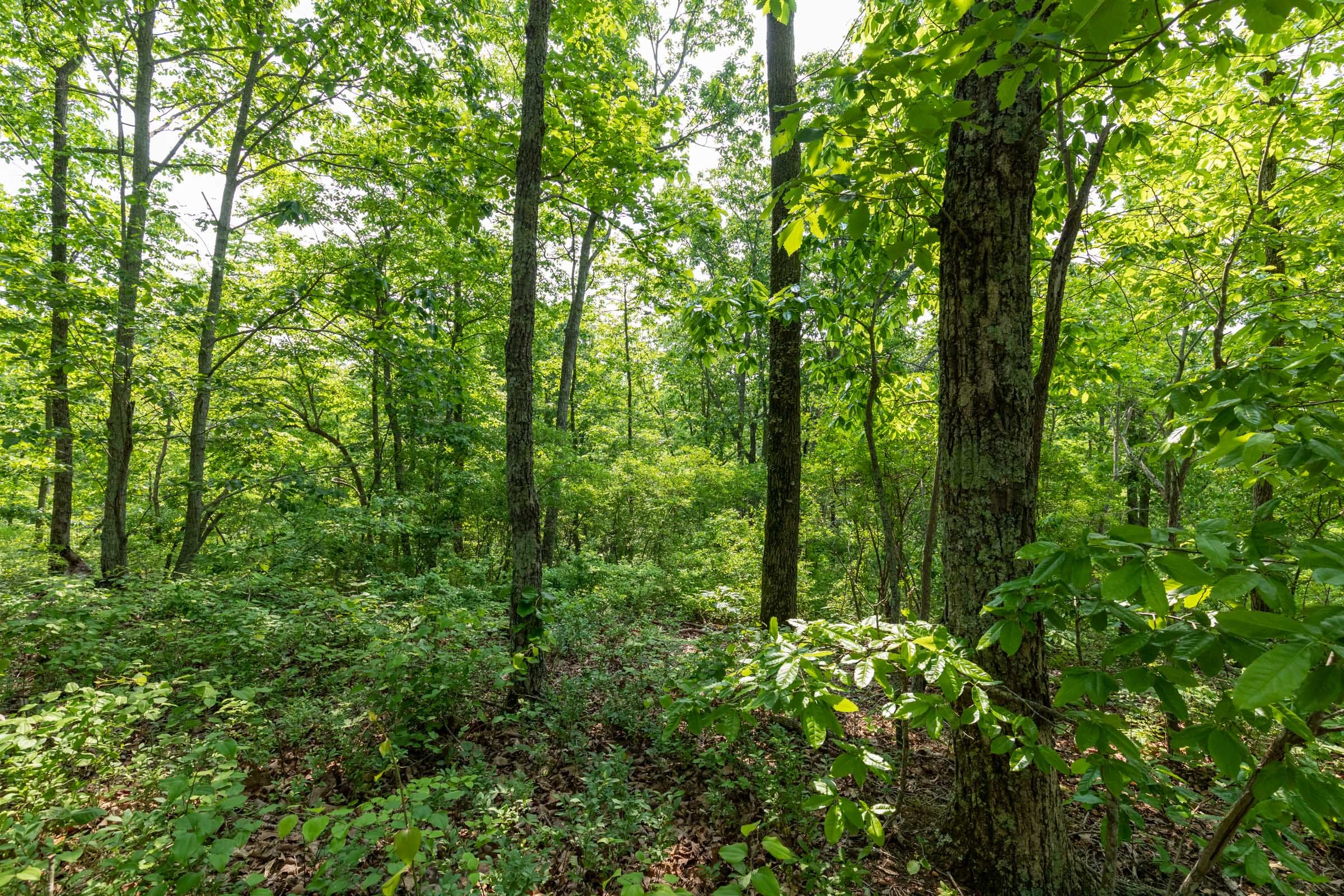 Cedar Creek Tract 5 photo 7