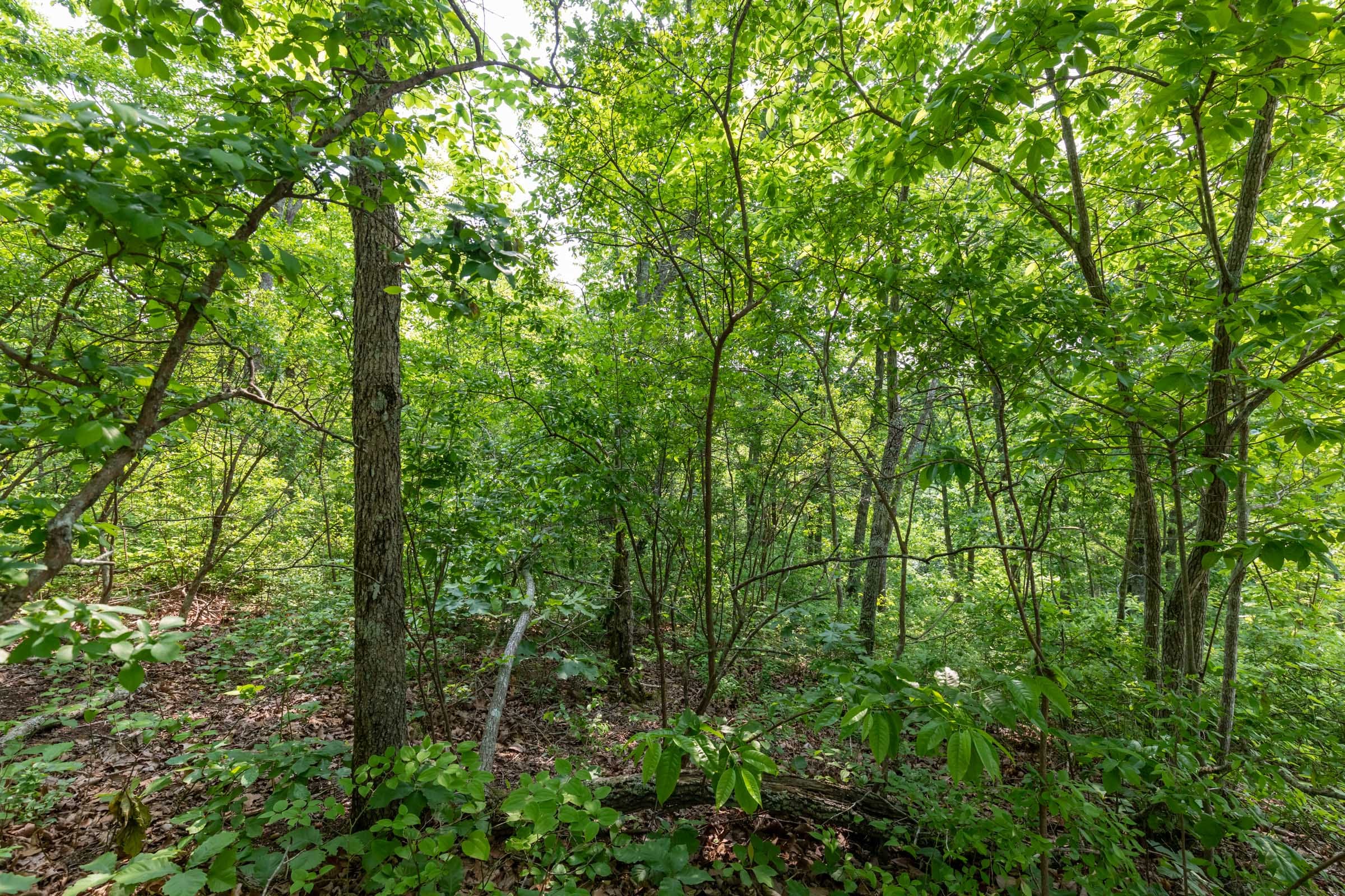 Cedar Creek Tract 5 photo 9