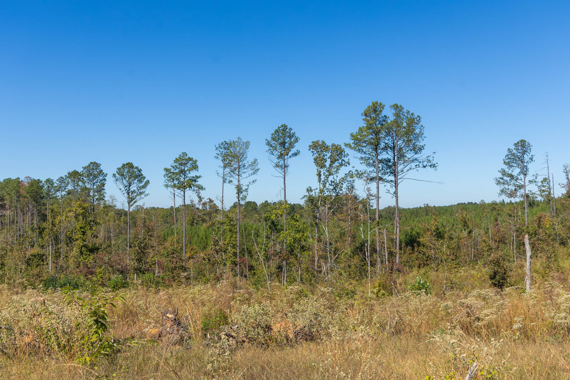Meyer’s Ridge Tract 8 photo 10