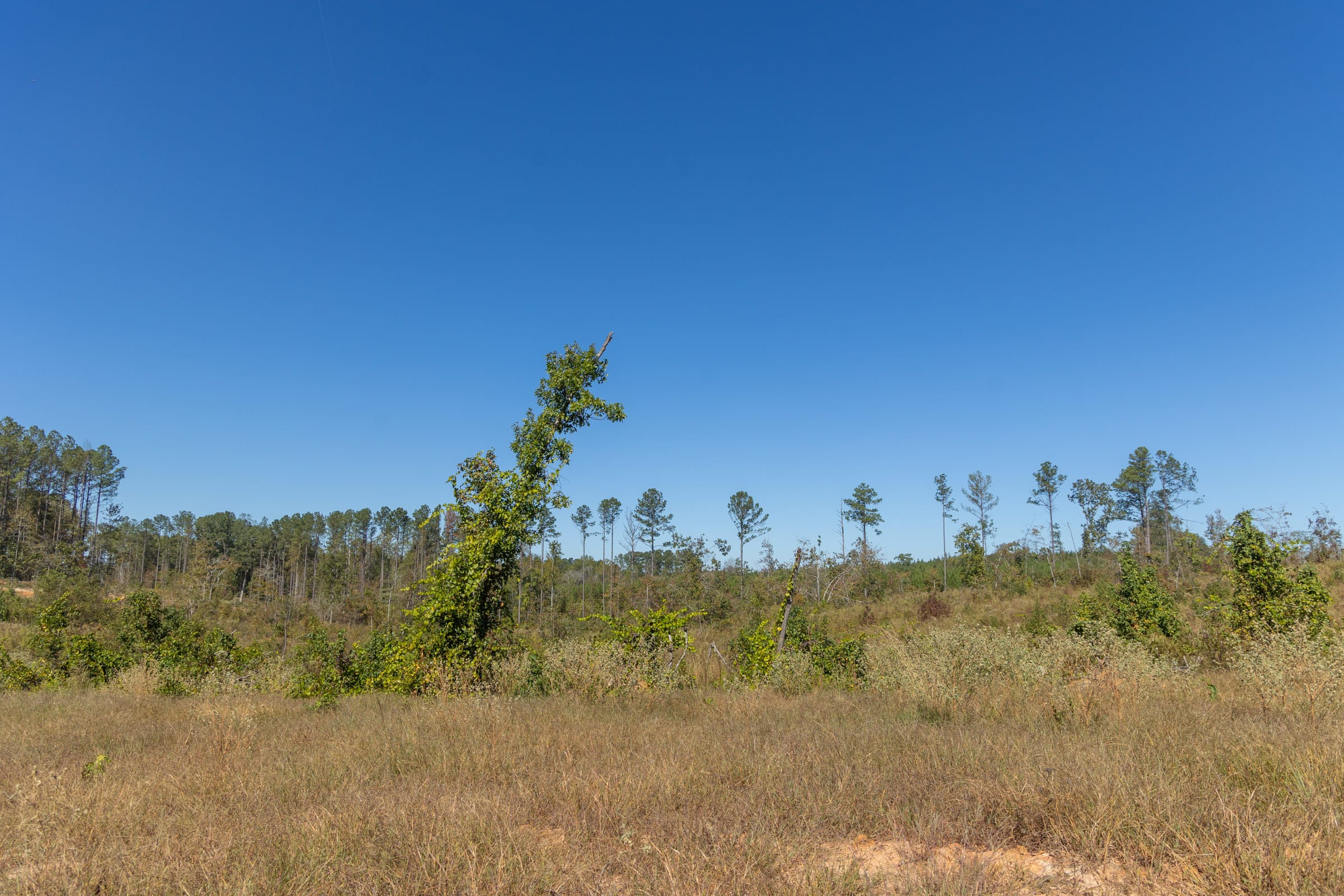 Meyer’s Ridge Tract 8 photo 4