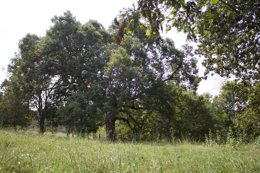 Heritage Hollow Tract 34 photo 14