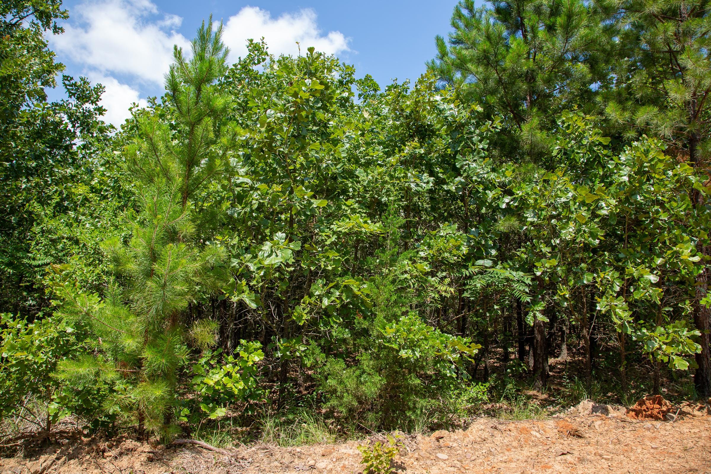 Tyler Stone Ranch Tract 58 photo 3