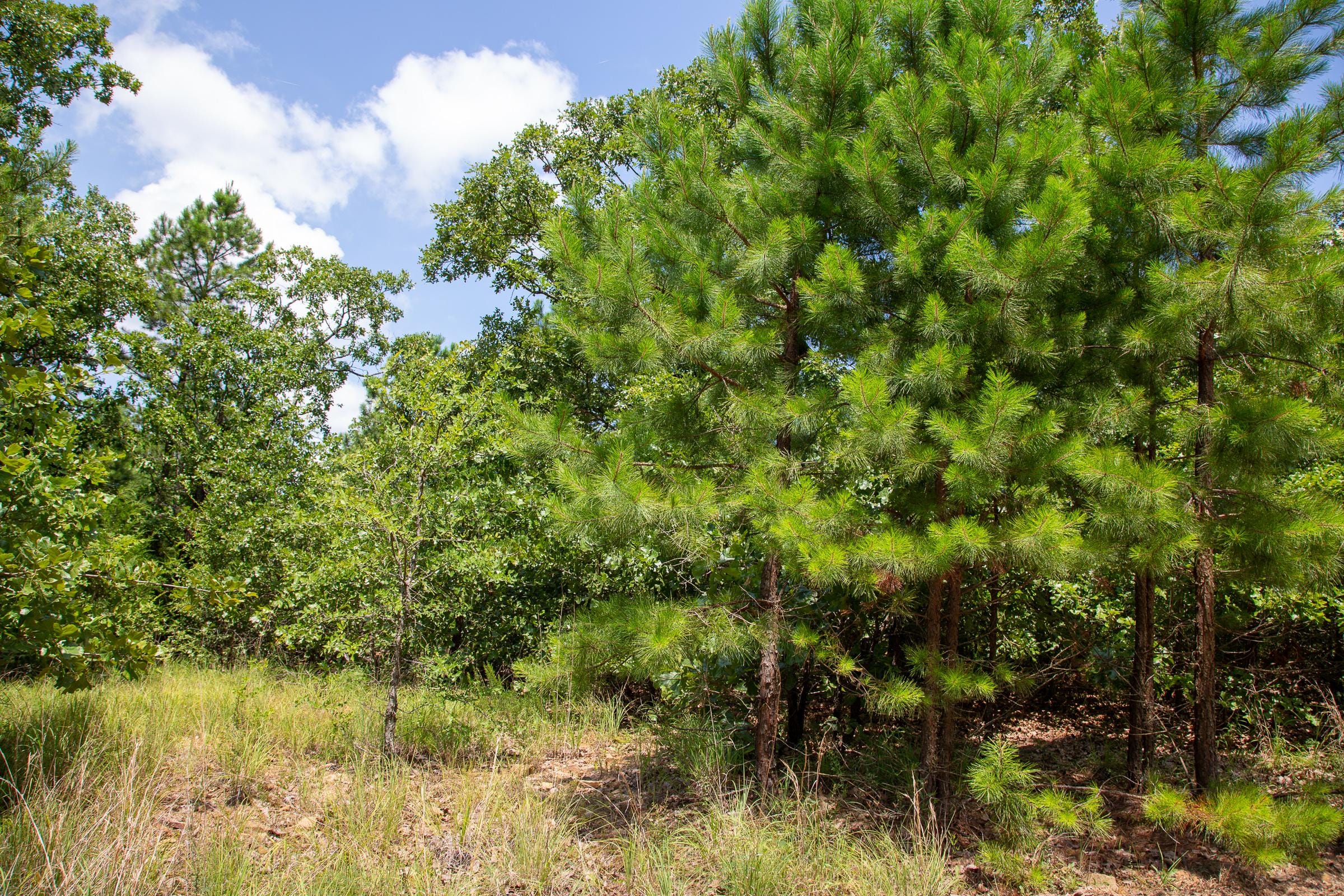 Tyler Stone Ranch Tract 58 photo 8