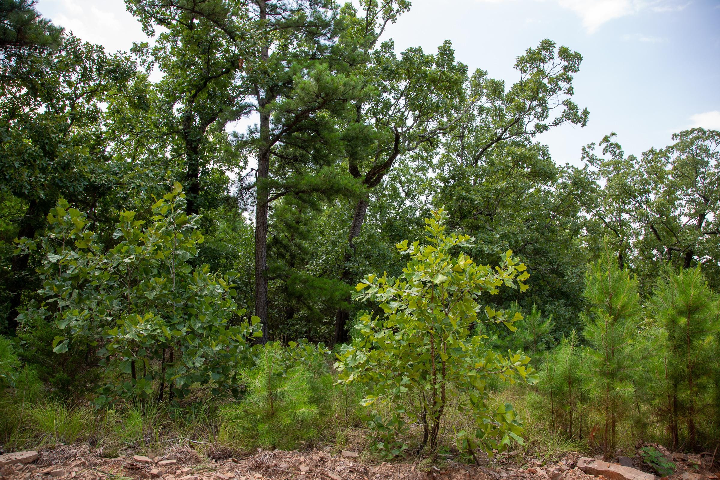 Tyler Stone Ranch Tract 58 photo 12