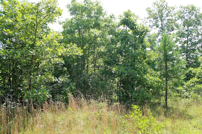 Green Mountain Ranch Tract 22 photo 6