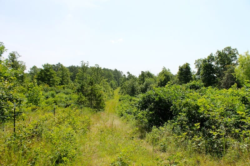 Green Mountain Ranch Tract 22 photo 8