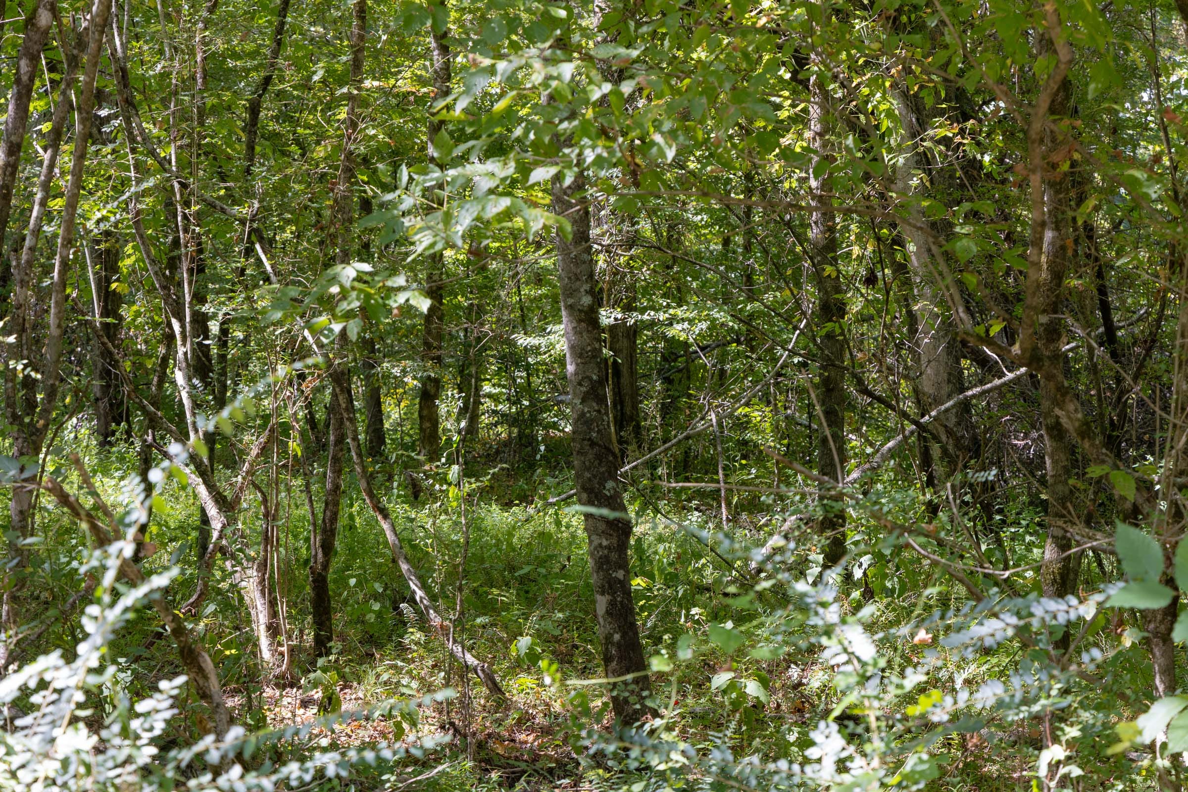 Big White Oak Tract 19 photo 7