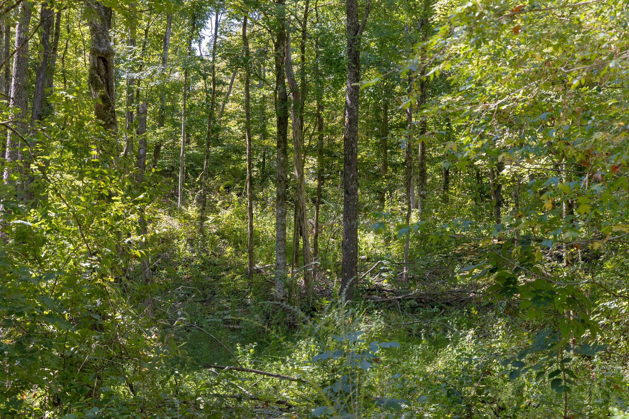 Big White Oak Tract 19 photo 5