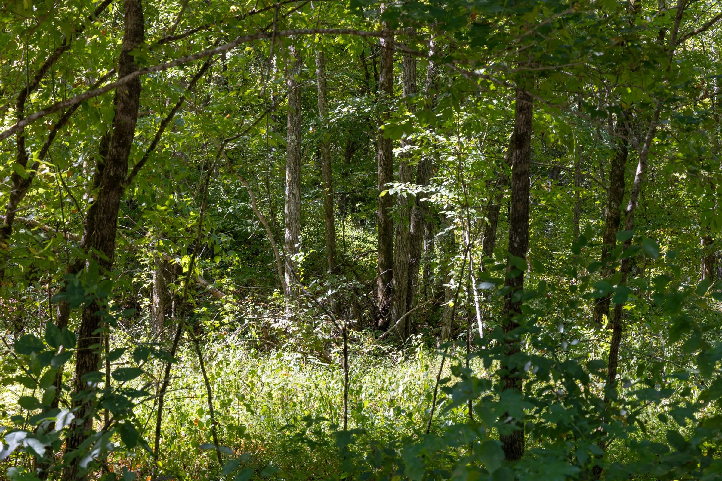 Big White Oak Tract 19 photo 4