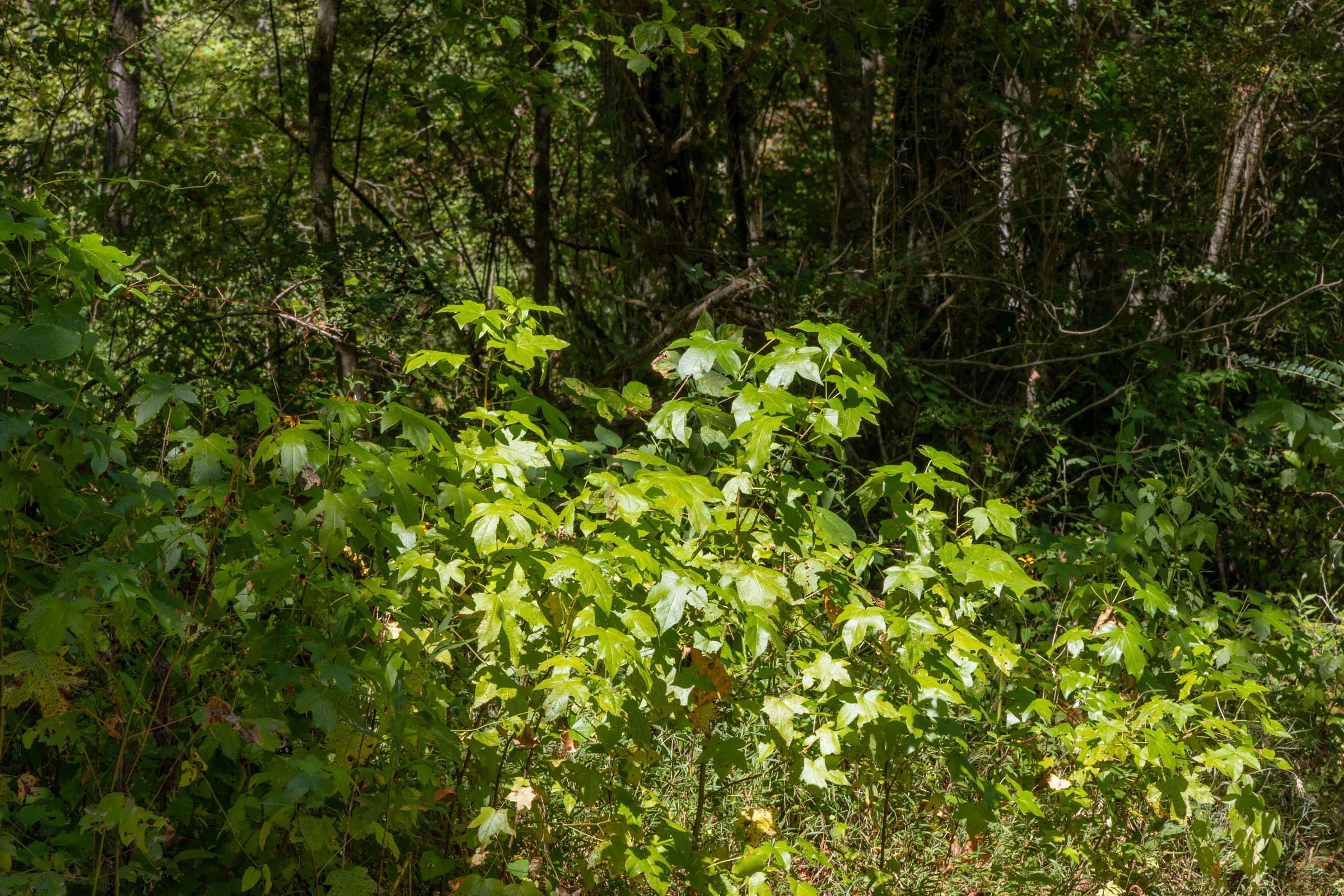 Big White Oak Tract 19 photo 2