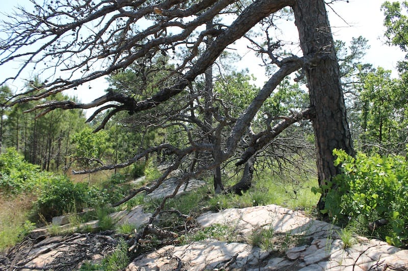 Indian Ridge – Phase II Tract 48 photo 7