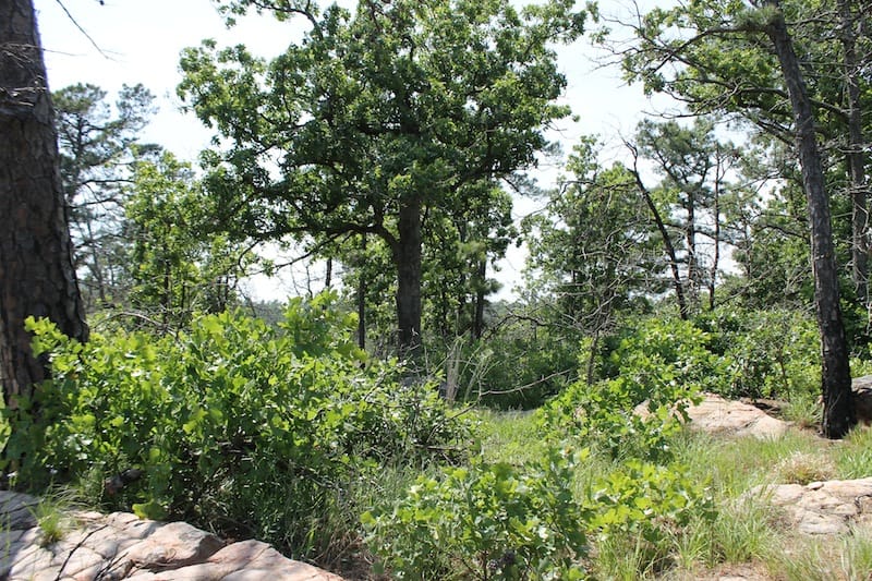 Indian Ridge – Phase II Tract 48 photo 8