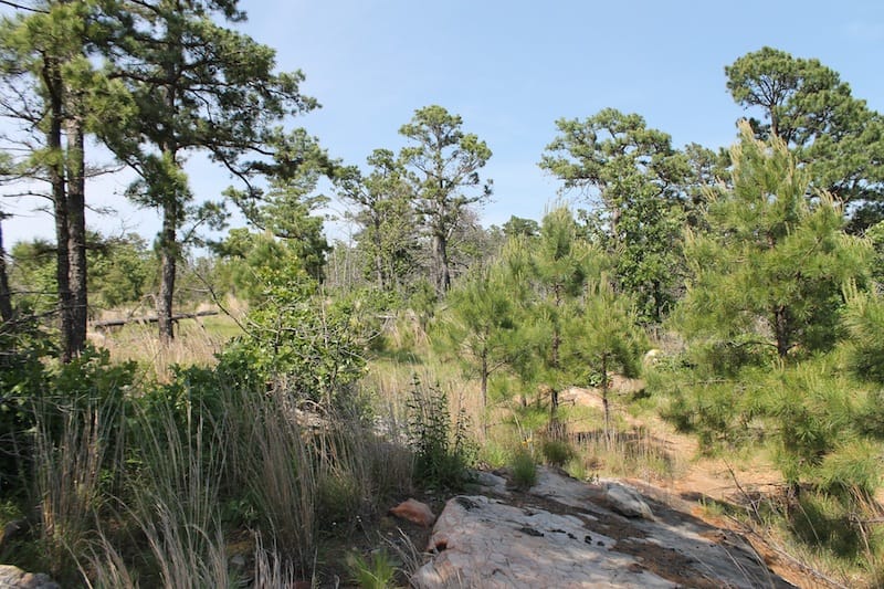 Indian Ridge – Phase II Tract 48 photo 9
