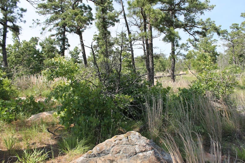 Indian Ridge – Phase II Tract 48 photo 10