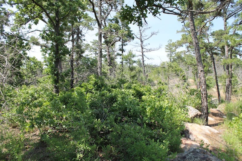 Indian Ridge – Phase II Tract 48 photo 12