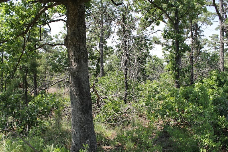 Indian Ridge – Phase II Tract 48 photo 14