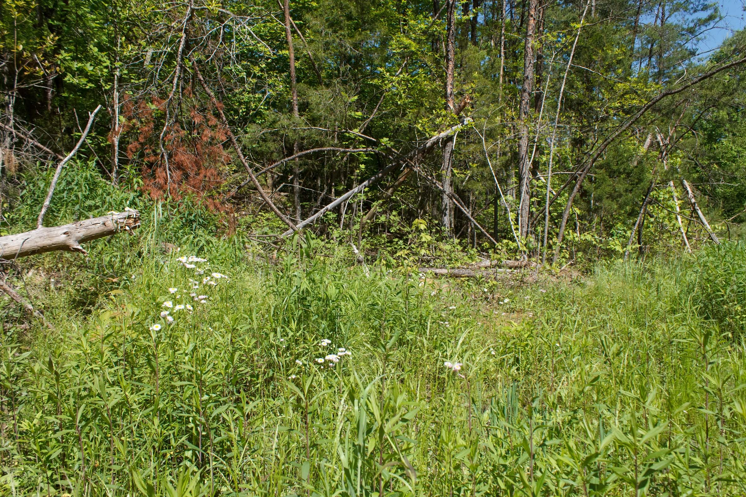 Riverbend Tract 11 photo 4