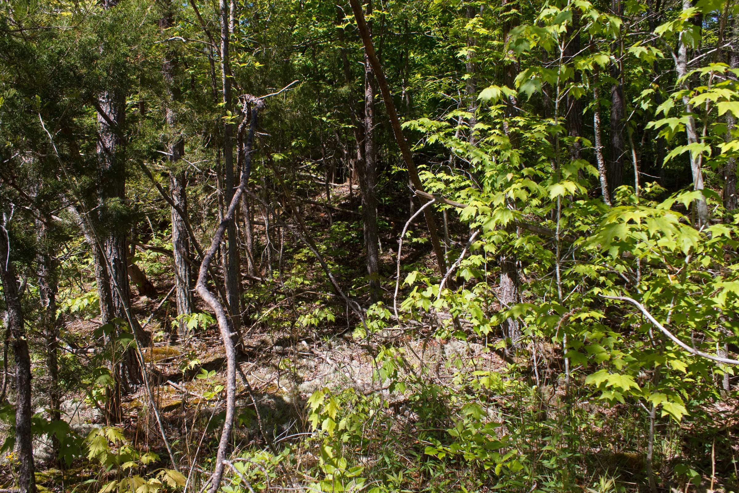 Riverbend Tract 11 photo 6