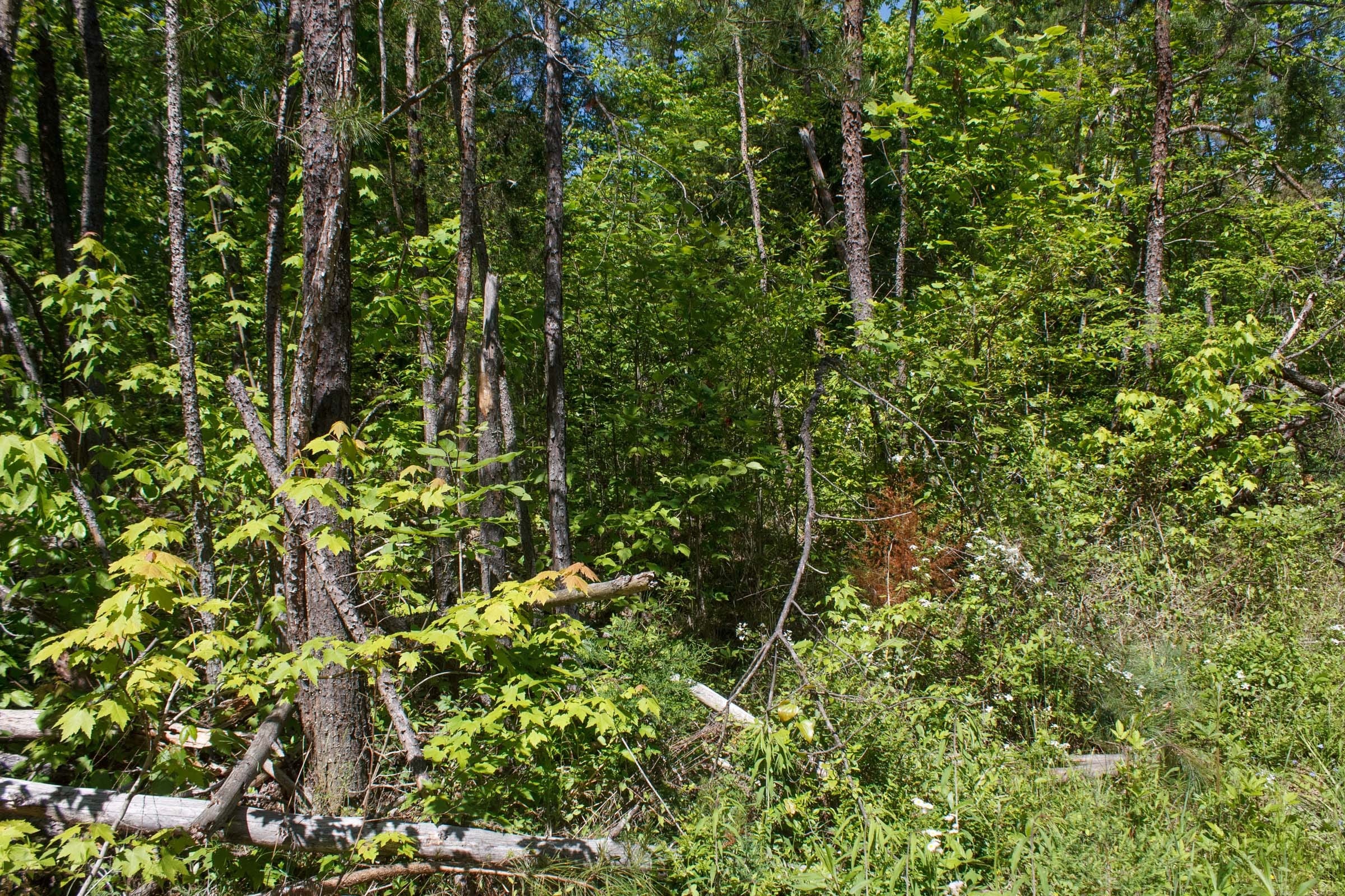 Riverbend Tract 11 photo 7