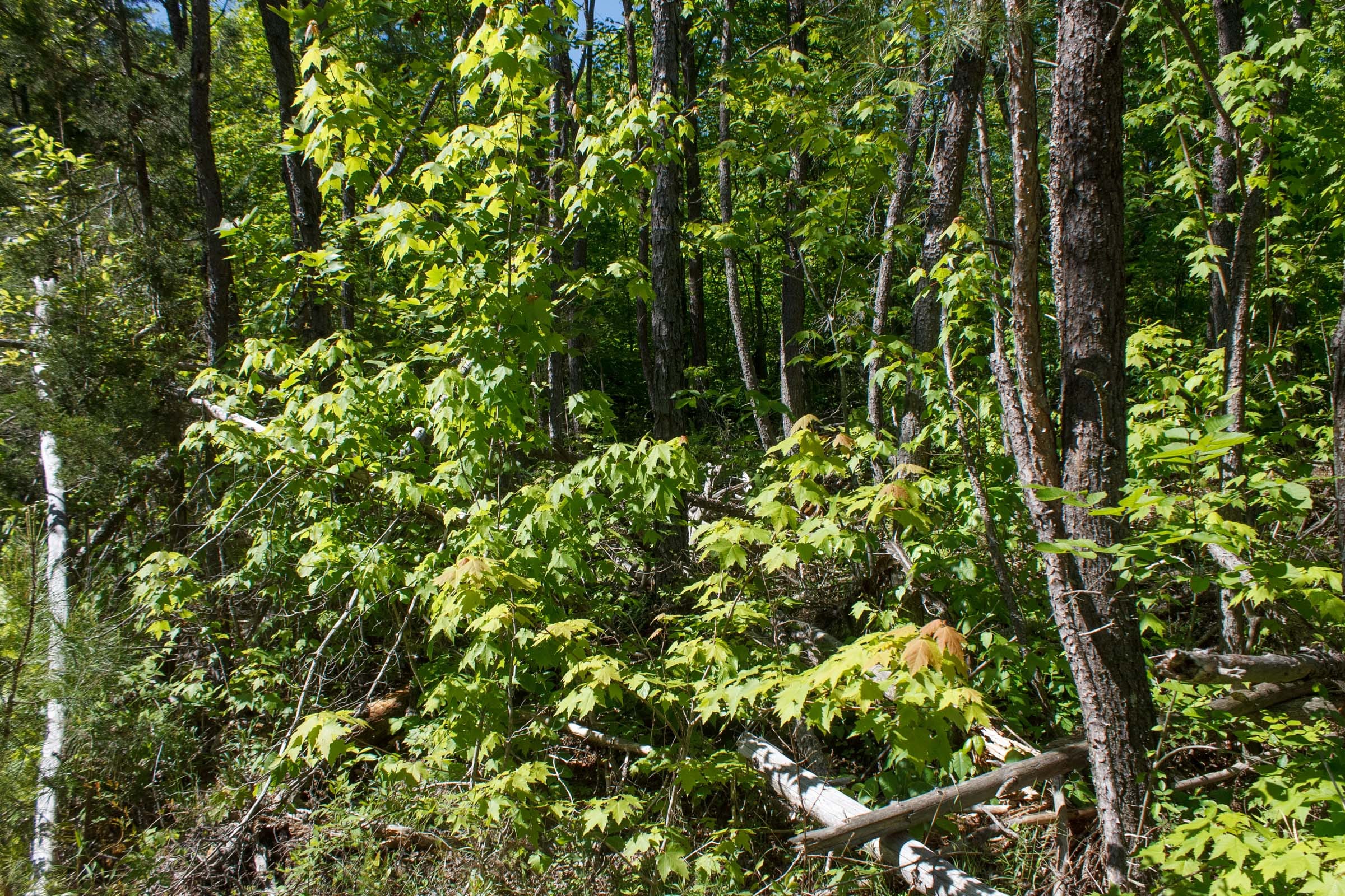 Riverbend Tract 11 photo 9