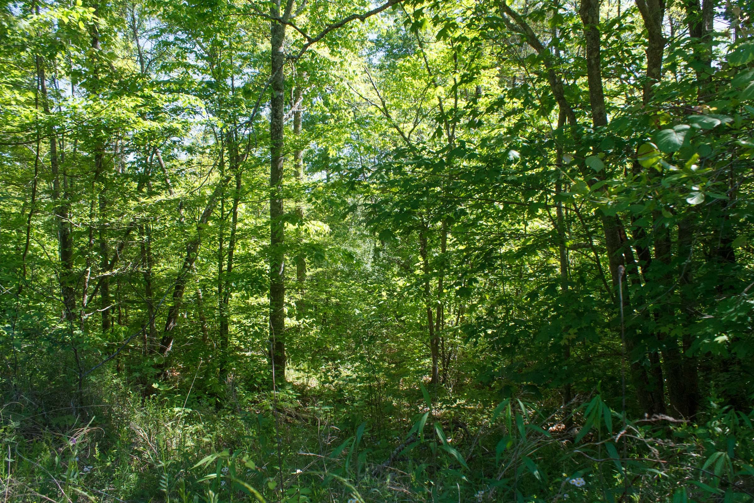Riverbend Tract 11 photo 11
