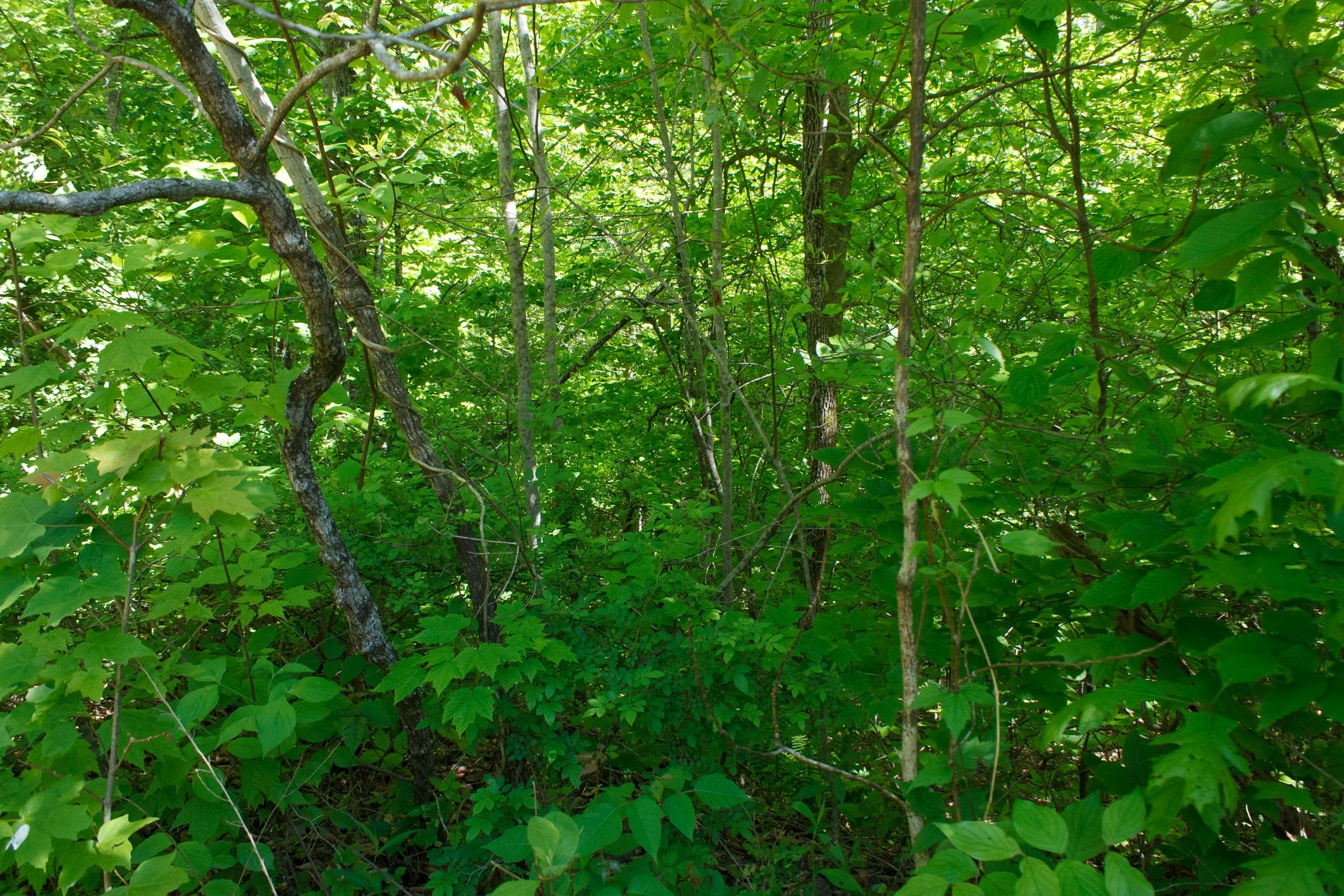 Riverbend Tract 11 photo 14