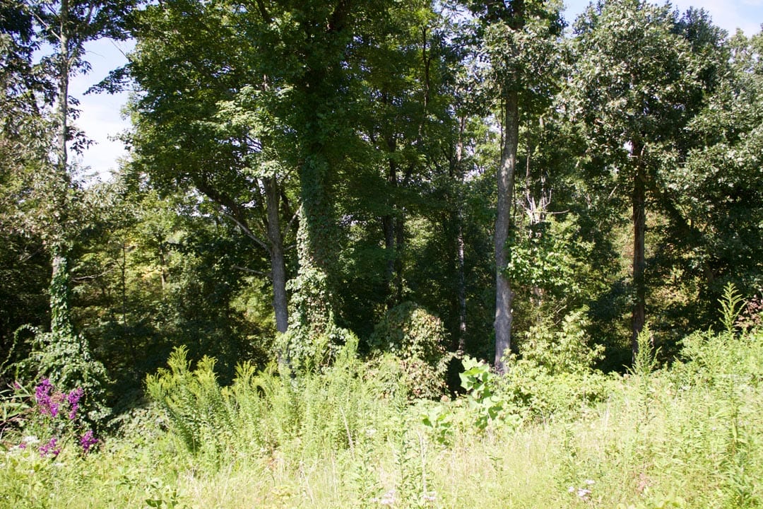 Heritage Hollow Tract 1 photo 7