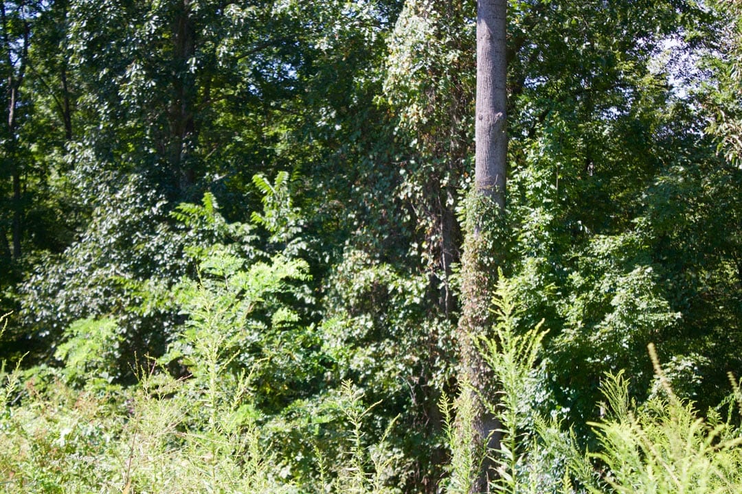 Heritage Hollow Tract 1 photo 9