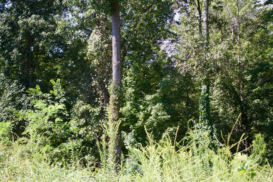 Heritage Hollow Tract 1 photo 10