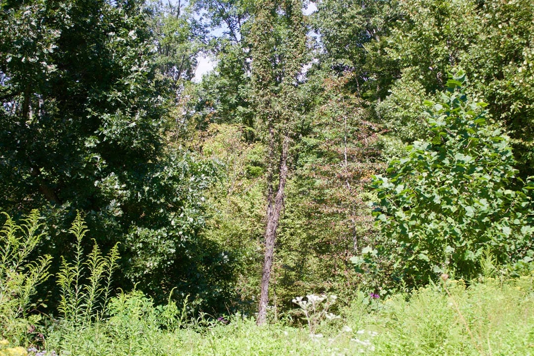 Heritage Hollow Tract 1 photo 11