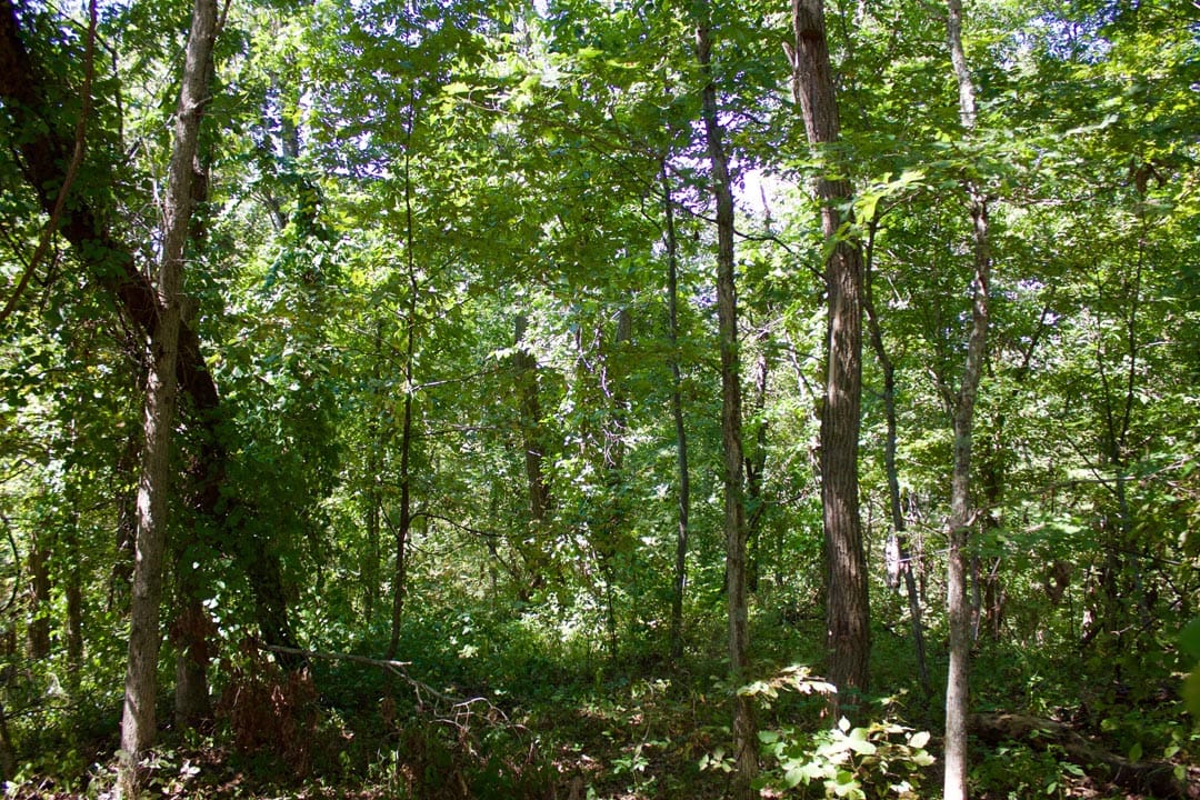 Heritage Hollow Tract 1 photo 14